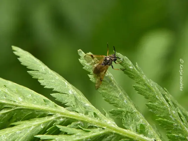 Garten im Jahreslauf (Foto: Katja Woidtke)

Kleines Krabbeln im "Mähfreien Mai" - Birken-Bürstenhornblattwespe (Arge ustulata) | Foto: Katja Woidtke