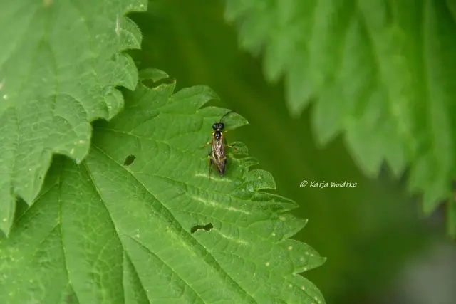 Garten im Jahreslauf (Foto: Katja Woidtke)

Kleines Krabbeln im "Mähfreien Mai" - Weißgegürtelte Rosenblattwespe (Allantus cinctus) | Foto: Katja Woidtke