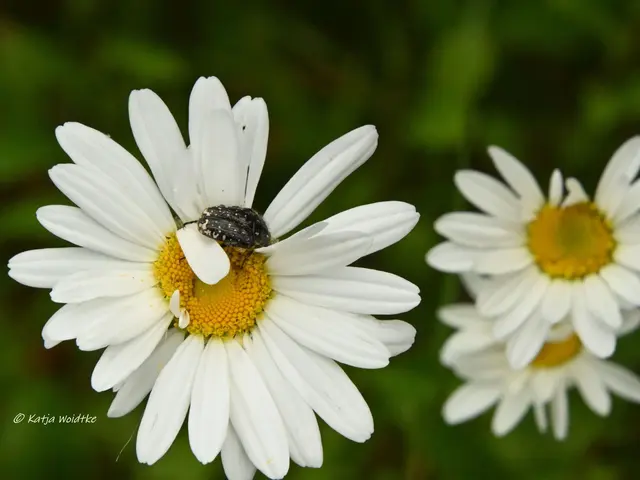 Garten im Jahreslauf (Foto: Katja Woidtke)

Kleines Krabbeln im "Mähfreien Mai" - Trauer-Rosenkäfer (Oxythyrea funesta) | Foto: Katja Woidtke