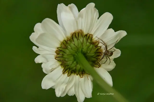Garten im Jahreslauf (Foto: Katja Woidtke)

Kleines Krabbeln im "Mähfreien Mai" - Flachstrecker (unbestimmt) | Foto: Katja Woidtke