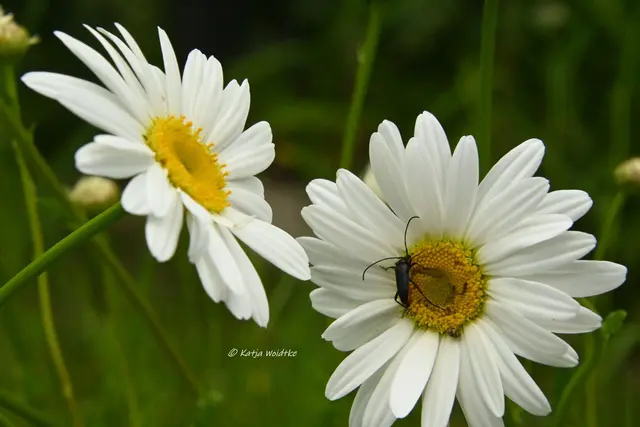 Garten im Jahreslauf (Foto: Katja Woidtke)

Kleines Krabbeln im "Mähfreien Mai" - Schwarzer Schmalbock (Stenurella nigra) | Foto: Katja Woidtke