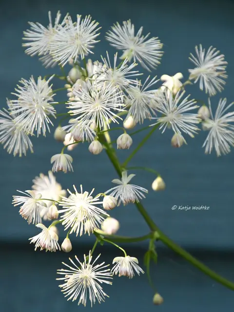 Garten im Jahreslauf (Foto: Katja Woidtke)

Kleines Krabbeln im "Mähfreien Mai" - Akeleiblättrige Wiesenraute (Thalictrum aquilegiifolium) | Foto: Katja Woidtke