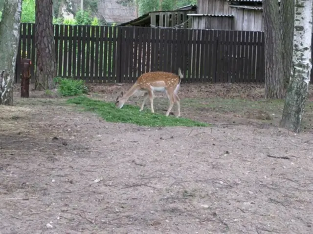 Ein kleiner Wildpark im Garten des Hotels | Foto: Astrid Günther