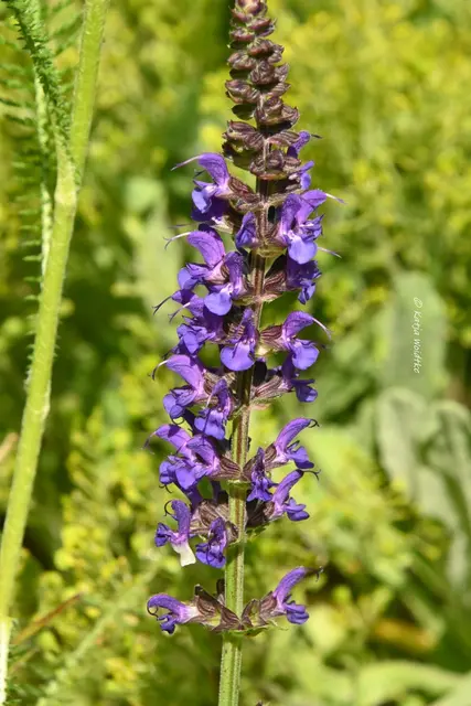 Garten im Jahreslauf (Foto: Katja Woidtke)

Kleines Krabbeln im "Mähfreien Mai" - Gartensalbei (Salvia nemorosa) | Foto: Katja Woidtke