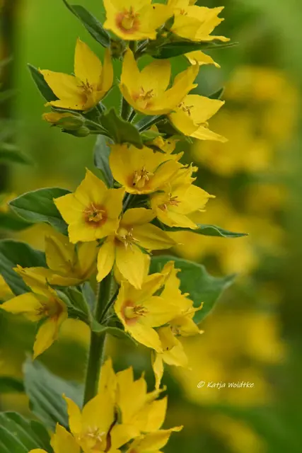 Garten im Jahreslauf (Foto: Katja Woidtke)

Kleines Krabbeln im "Mähfreien Mai" - Getüpfelter Gilbweiderich (Lysimachia punctata) | Foto: Katja Woidtke