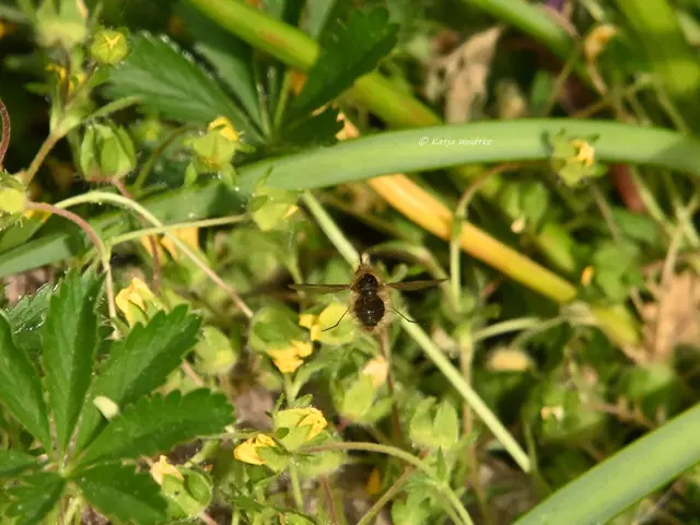 Garten im Jahreslauf (Foto: Katja Woidtke)

Kleines Krabbeln im "Mähfreien Mai" - Großer Wollschweber (Bombylius major) | Foto: Katja Woidtke