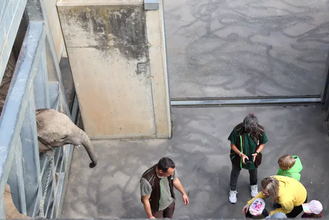 Kita Kinder 
Elefanten ganz nah, später gab es Karotten anschließend gings weiter und zum Schluß in die Zoo Schule