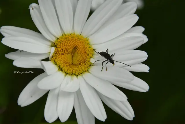 Garten im Jahreslauf (Foto: Katja Woidtke)

Kleines Krabbeln im "Mähfreien Mai" - Schwarzer Schmalbock (Stenurella nigra) | Foto: Katja Woidtke