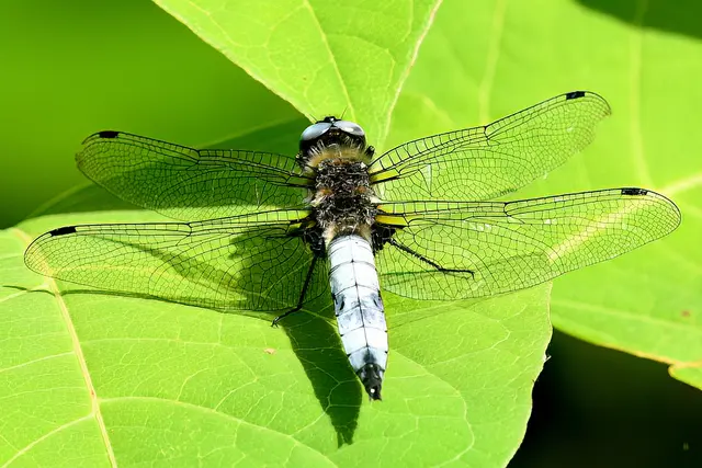 Spitzenpflecklibelle | Foto: Copyright Andreas Schäfer