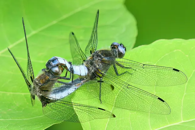 Spitzenpflecklibelle bei der Paarung  | Foto: Copyright Andreas Schäfer