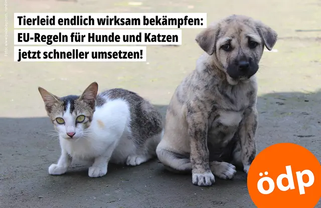 www.oedp.de