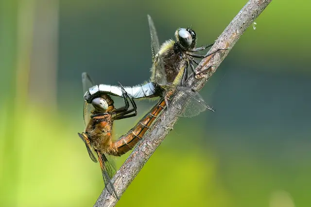 Spitzenpflecklibelle bei der Paarung  | Foto: Copyright Andreas Schäfer