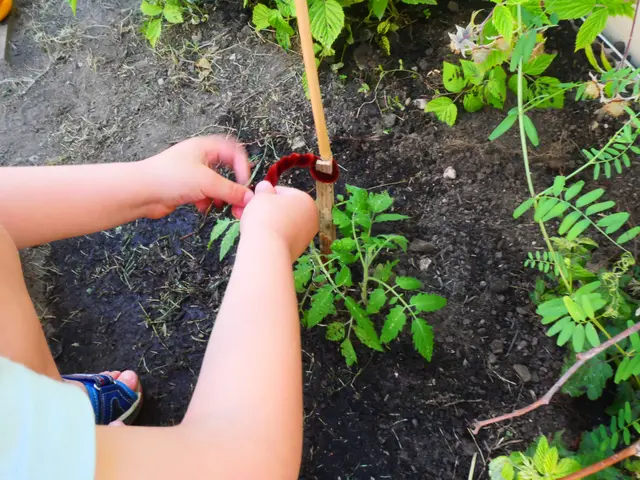 Auch die kleinen Pflanzen erhalten "Unterstützung" beim Wachsen - fast wie die Kinder 