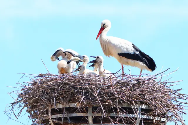 Weißstorch mit Nachwuchs | Foto: Gerhard Mayer