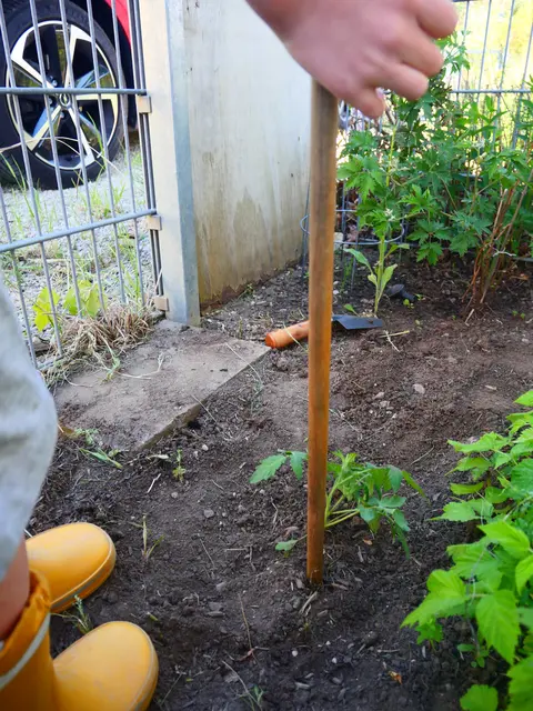 Ein bisschen Orientierung brauchen auch kleine Tomaten 
