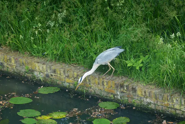Reiher am Schlossgraben, Arcen