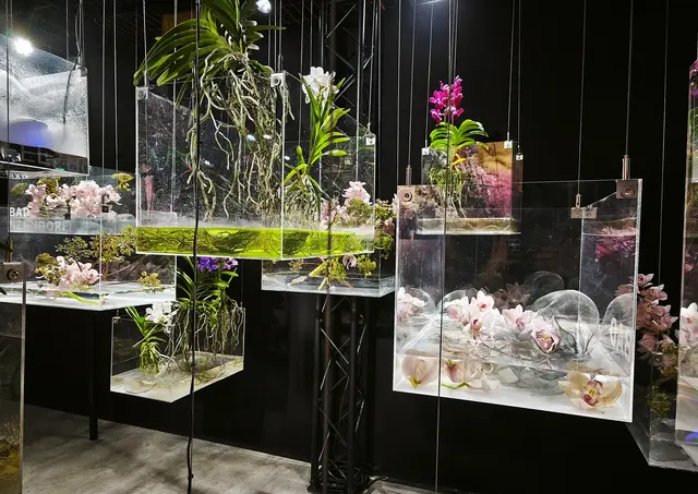 Das fand ich besonders beeindruckend: Schwebende Glaskästen mit Orchideen und Deko. Die Lichteffekte sind unglaublich. | Foto: Shima Mahi