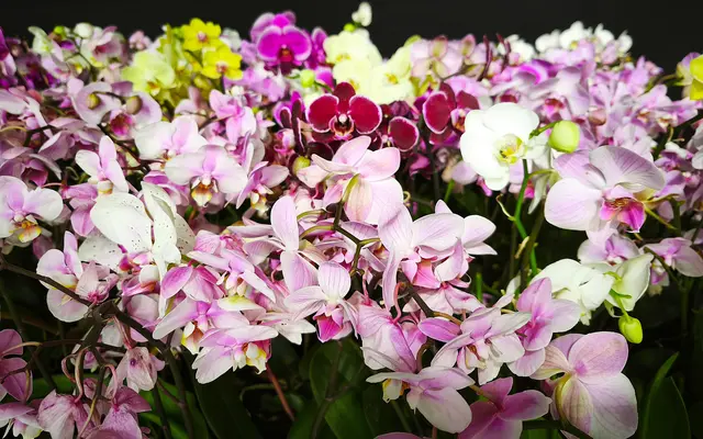 Bunte Orchideen | Foto: Shima Mahi