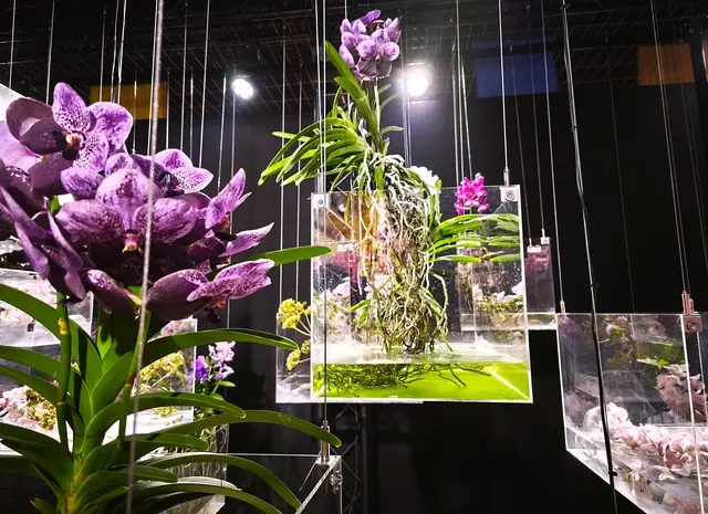 Orchideen | Foto: Shima Mahi
