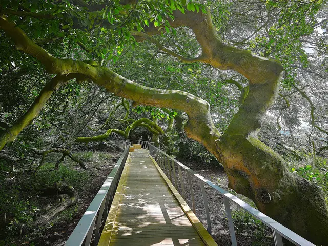 Süntelbuchenallee: Hier wurde der Weg neu angelegt. | Foto: Shima Mahi