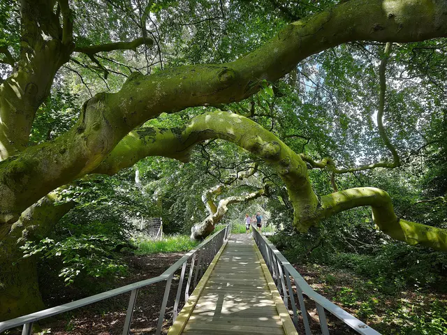 Es ist ein tolles Erlebnis, hier entlangzugehen.  | Foto: Shima Mahi