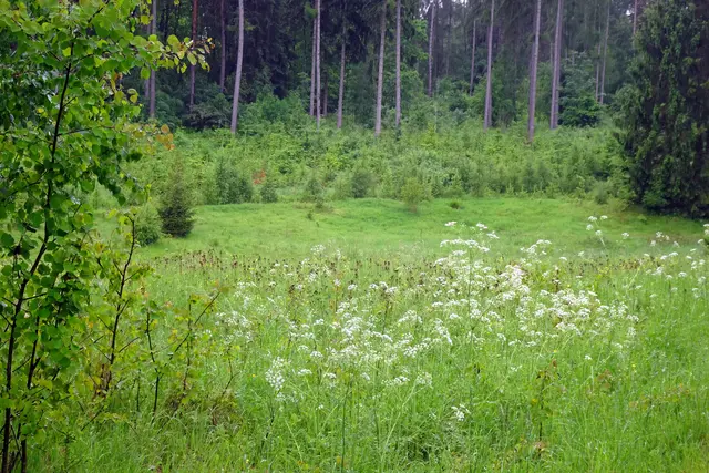 die Wildwiese