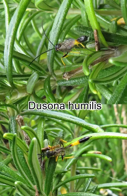 (odtN) Dusona humilis  Arnold Foerster 1869
Ordnung:	Hautflügler (Hymenoptera)
Familie: Schlupfwespen (Ichneumonidae)
Unterfamilie	Campopleginae
Stamm	Limneriini
Gattung	Dusona
Art: Dusona humilis  | Foto: GvMeegen
