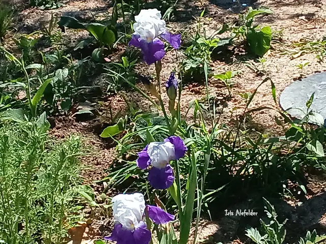 Foto: Iris Alefelder