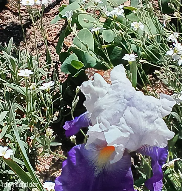 Foto: Iris Alefelder