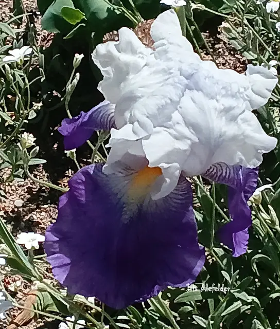 Foto: Iris Alefelder