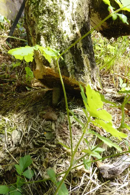 Hexe 1 wurde entgegen ihrer früheren Richtung umgebogen.