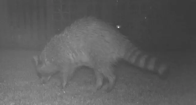 Der Waschbär weckt mich am Morgen auf