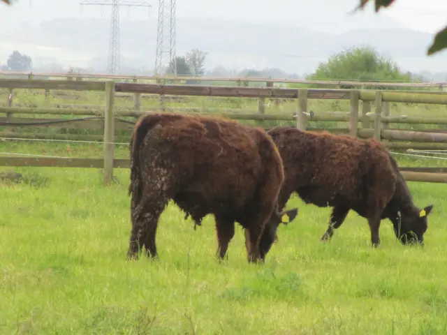 Unsere Galloways im Dorf