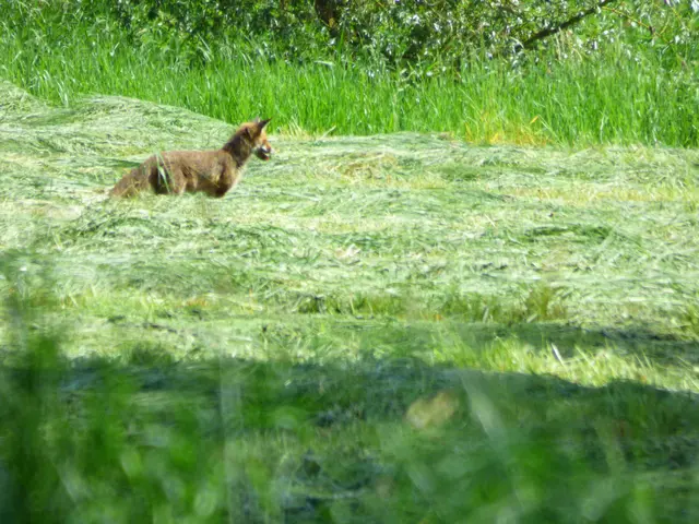 Den Fuchs erwischt
