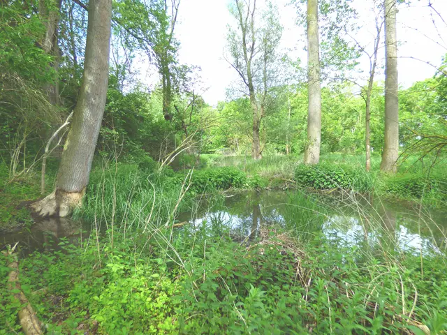 Der Biberdamm staut das Wasser