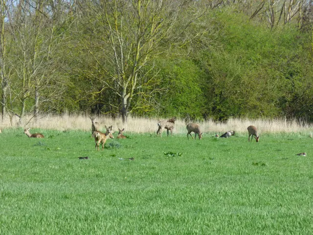 Die Rehe sind einmal aus dem Koldinger Holz raus gekommen