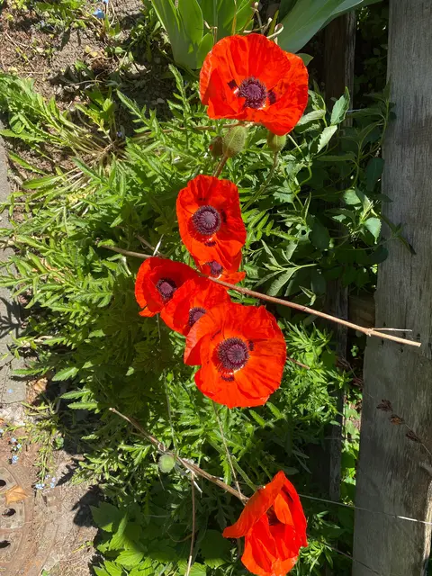 Die Mohnblumen 