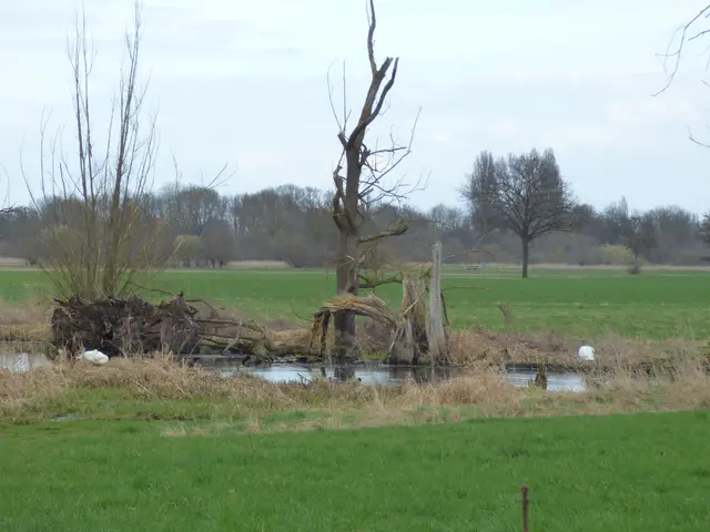 Schwäne am Mühlenbach