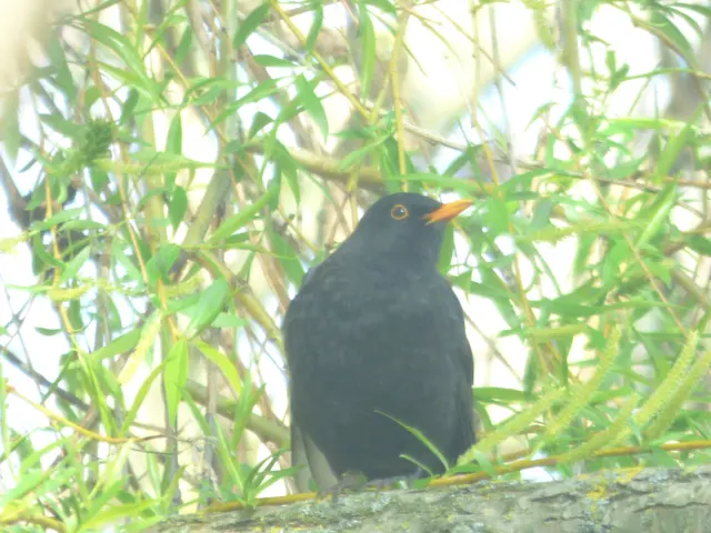 Amsel