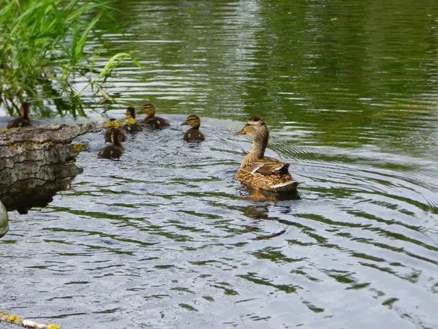 Da schwimmt eine Entenfamilie