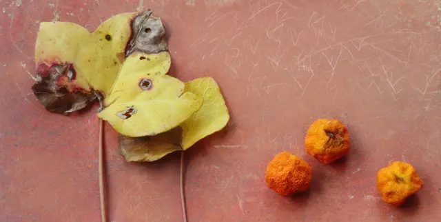 'Hedera helix' &amp; 'Kumquats' (Fortunella)