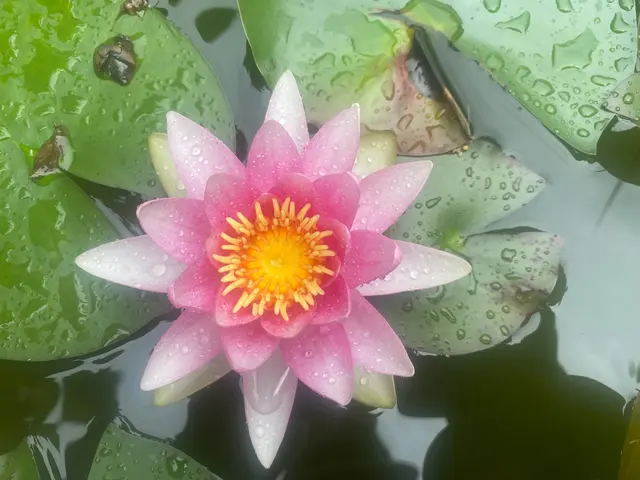 Schnell noch einen Blick in unseren Gartenteich. Die Seerose lächelt mich an.