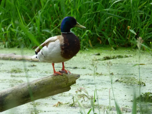 Die Stockente nimmt es gelassen