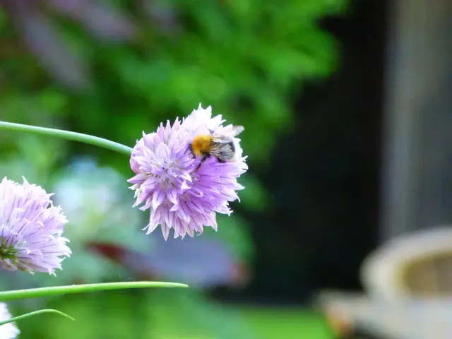 Hummelchen?