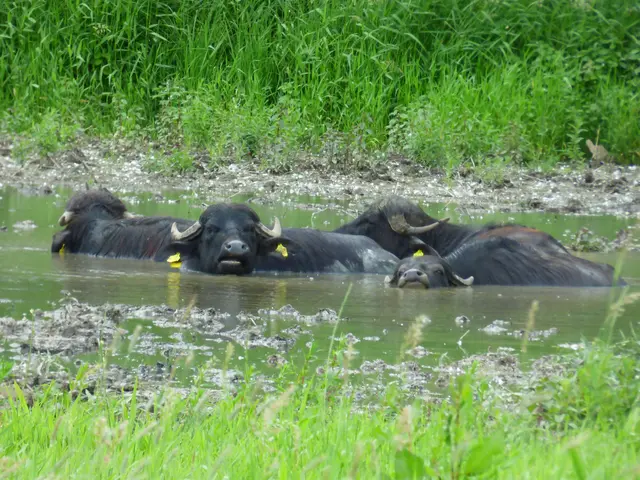 Am Bibersee haben wir Wasserbüffel