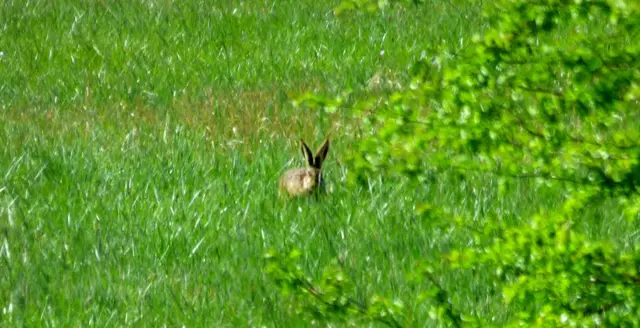 Auf dem Weg nach Grasdorf sitzt da plötzlich ein Hase