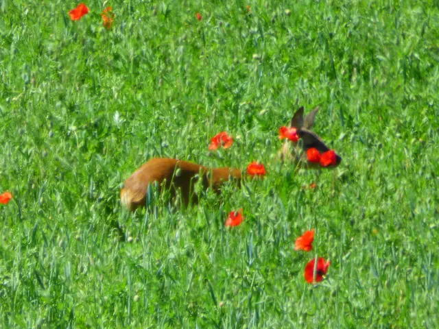 Das Reh versteckt sich