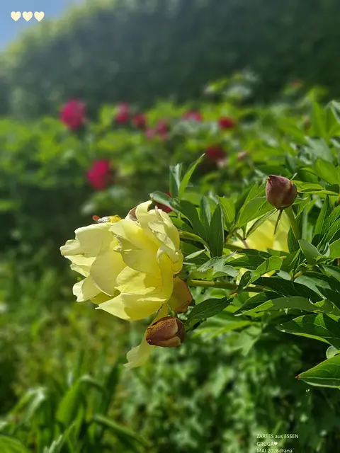 Schönheiten