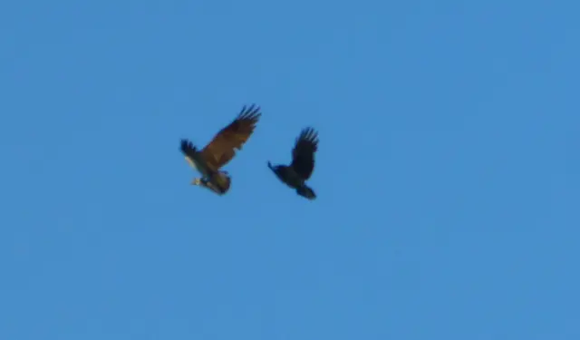 Da fliegt der Adler aber mit dem Fisch weg und die Krähe hinterher