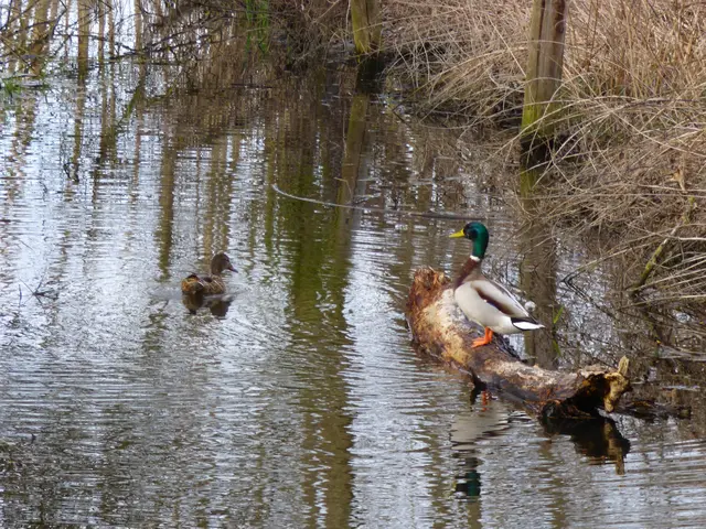 Enten am Fuchsbach